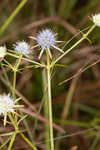 Blueflower eryngo